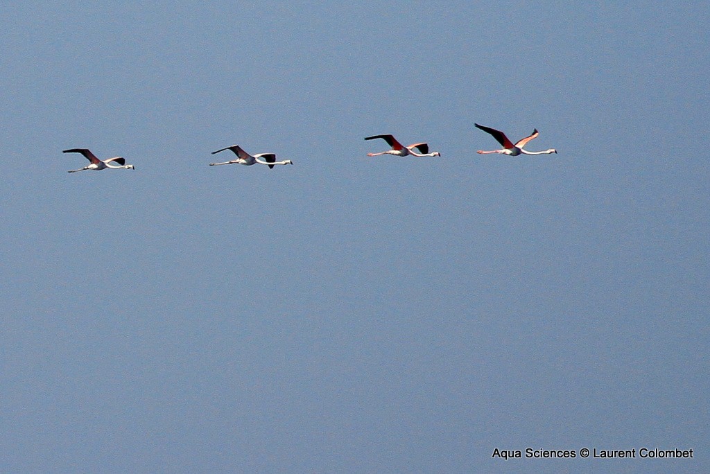 Flamant rose