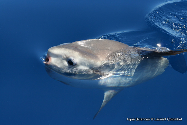 Poisson lune