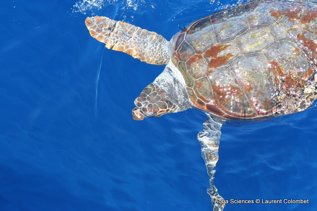 Tortue caouanne